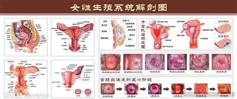 女人陰|女性外生殖器